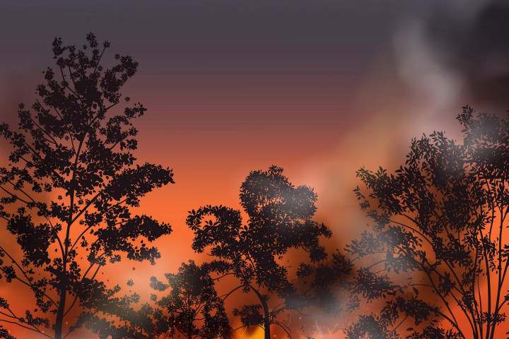 orman yangını 